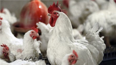 Iran’s industrial chicken farms’ PPI hit 69% YOY